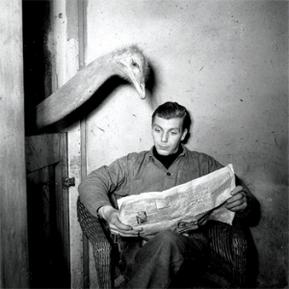 Ostrich Does Crossword
